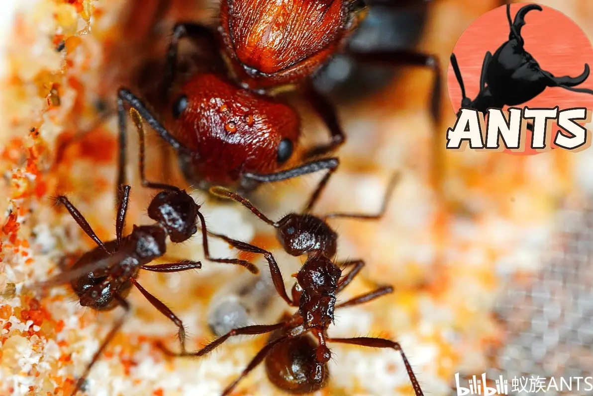 bv1zh411b7u6埃及猫